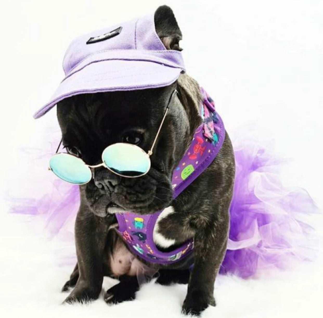 Purple cap for dogs, designed to protect eyes from sunlight, featuring an adjustable chin strap and stylish design.