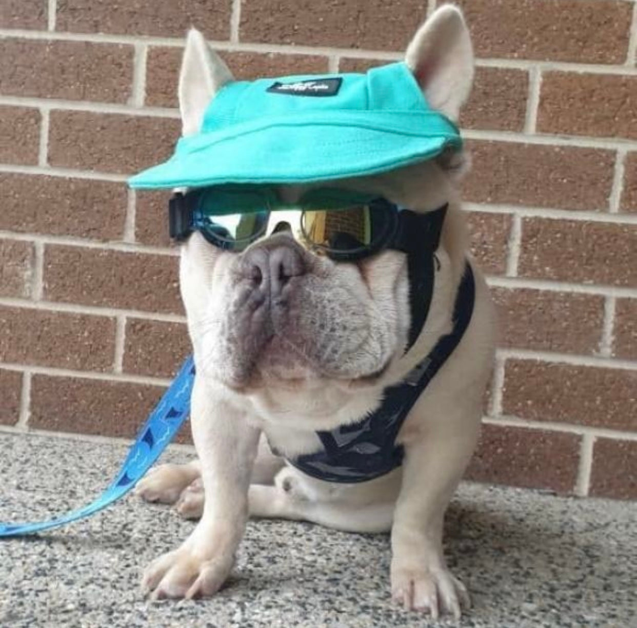 Turquoise pets cap designed for dogs, featuring a comfortable fit and adjustable chin strap for sun protection.