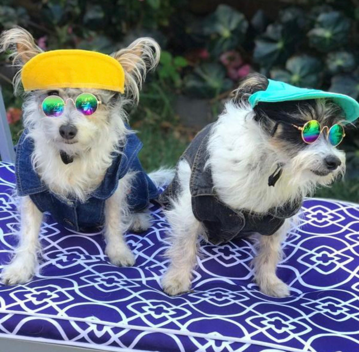 Turquoise pets cap designed for dogs, featuring a comfortable fit and adjustable chin strap for sun protection.