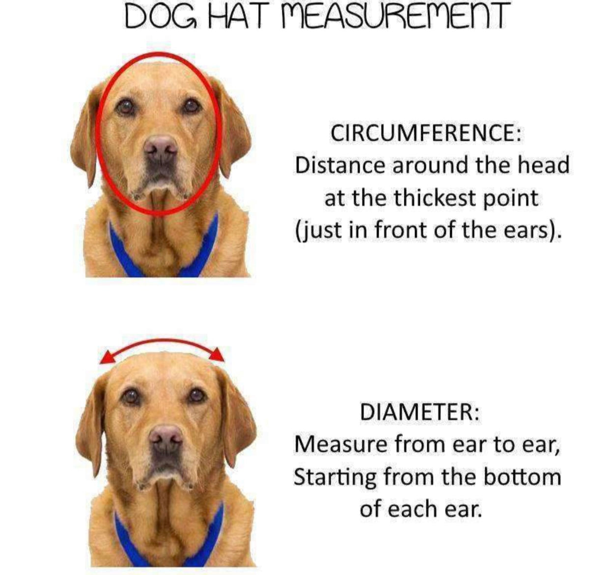 Turquoise pets cap designed for dogs, featuring a comfortable fit and adjustable chin strap for sun protection.