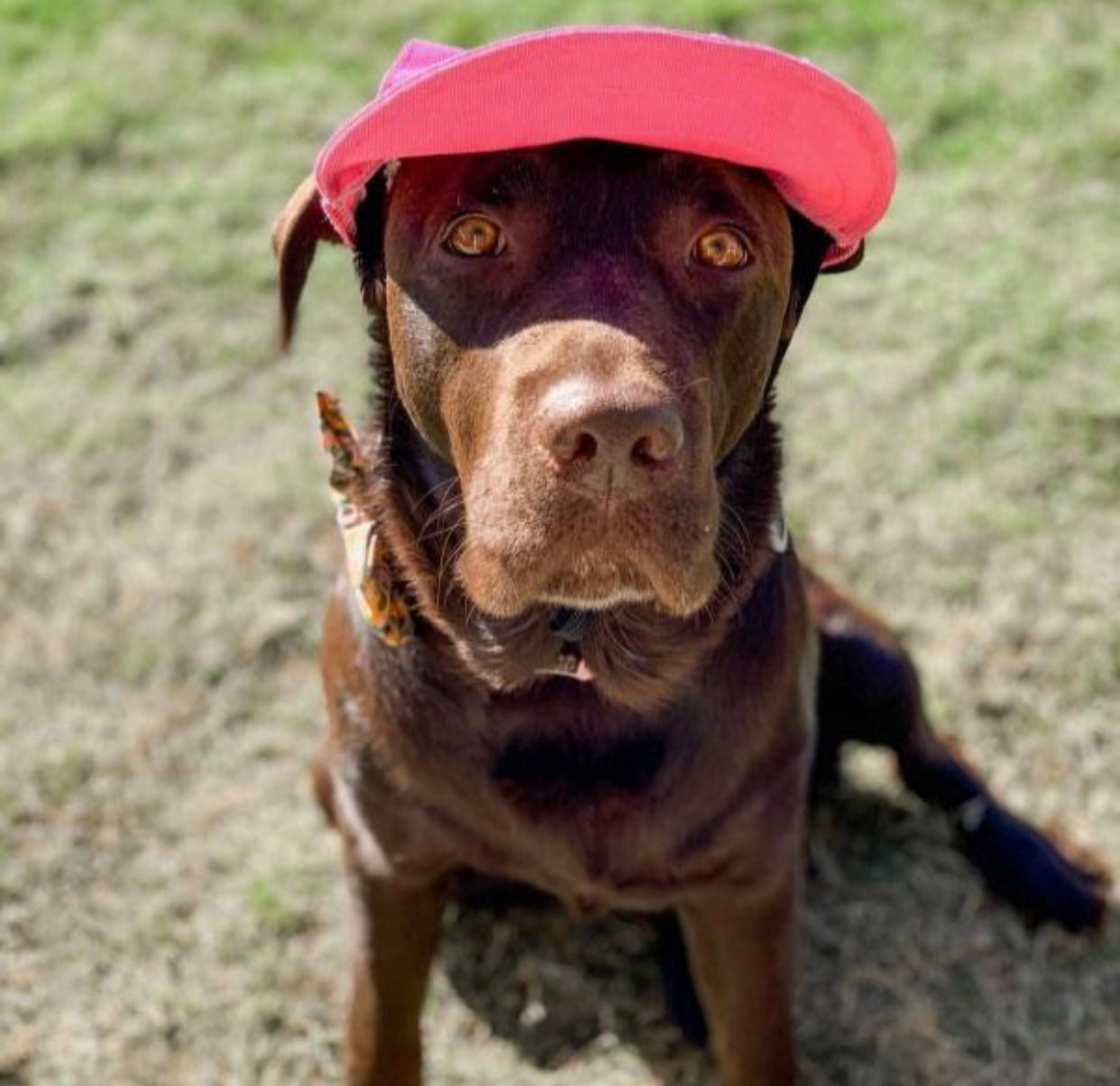 A stylish pink hat designed for dogs, featuring a comfortable fit and adjustable chin strap, perfect for sun protection.