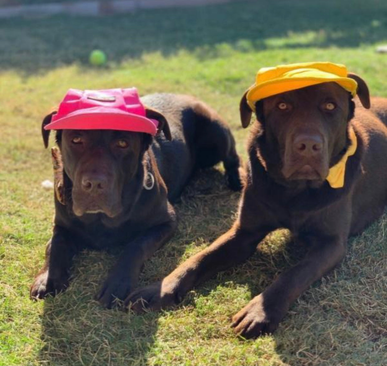 A stylish pink hat designed for dogs, featuring a comfortable fit and adjustable chin strap, perfect for sun protection.