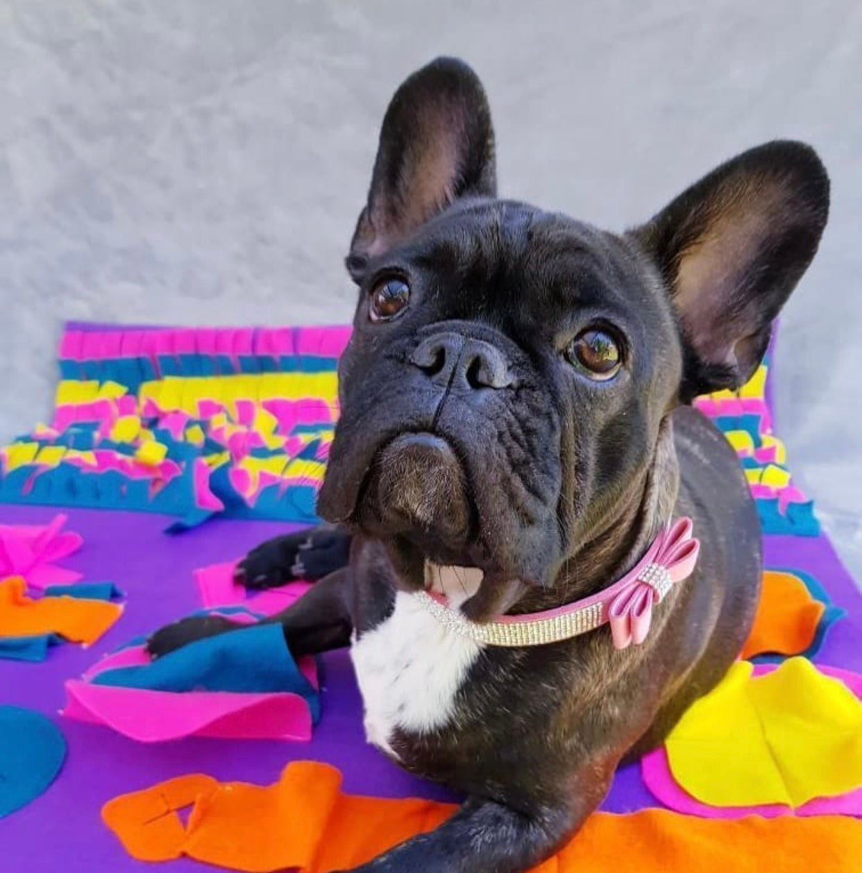 A colorful snuffle mat designed for pets, featuring various textures and hiding spots for treats, promoting mental stimulation and slow feeding.