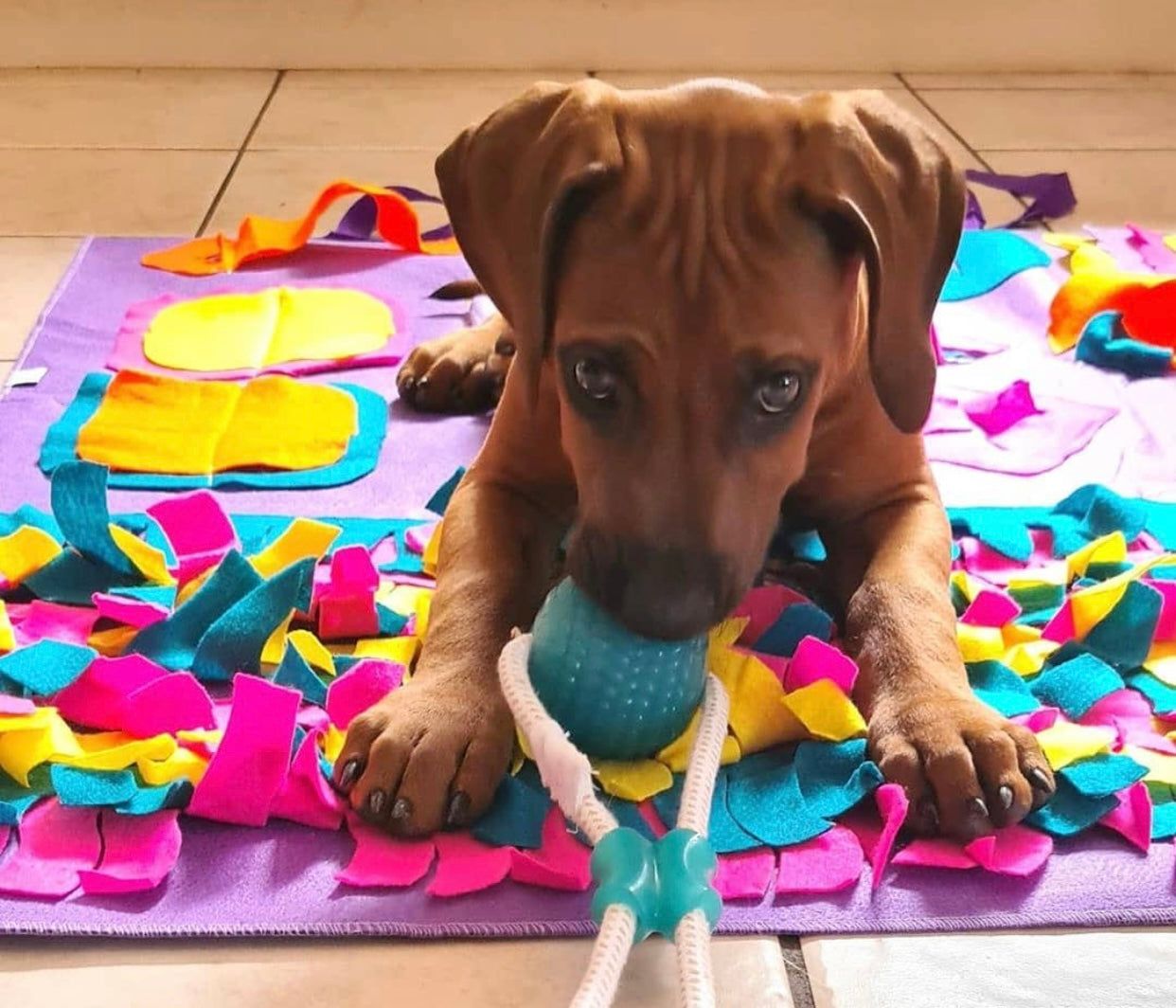 A colorful snuffle mat designed for pets, featuring various textures and hiding spots for treats, promoting mental stimulation and slow feeding.