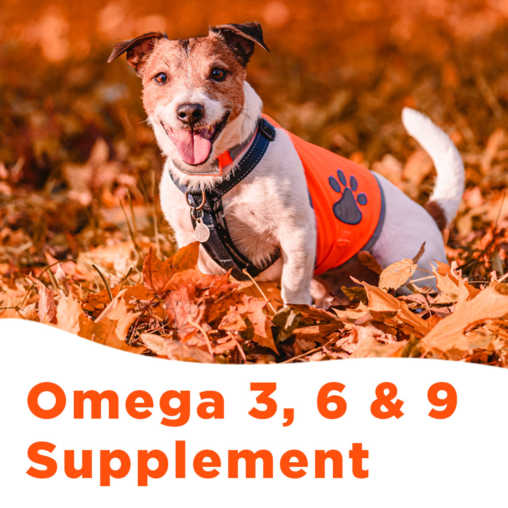 Pooch & Purr Salmon Oil 500ml bottle, a natural dietary supplement for dogs and cats, promoting health and wellbeing.