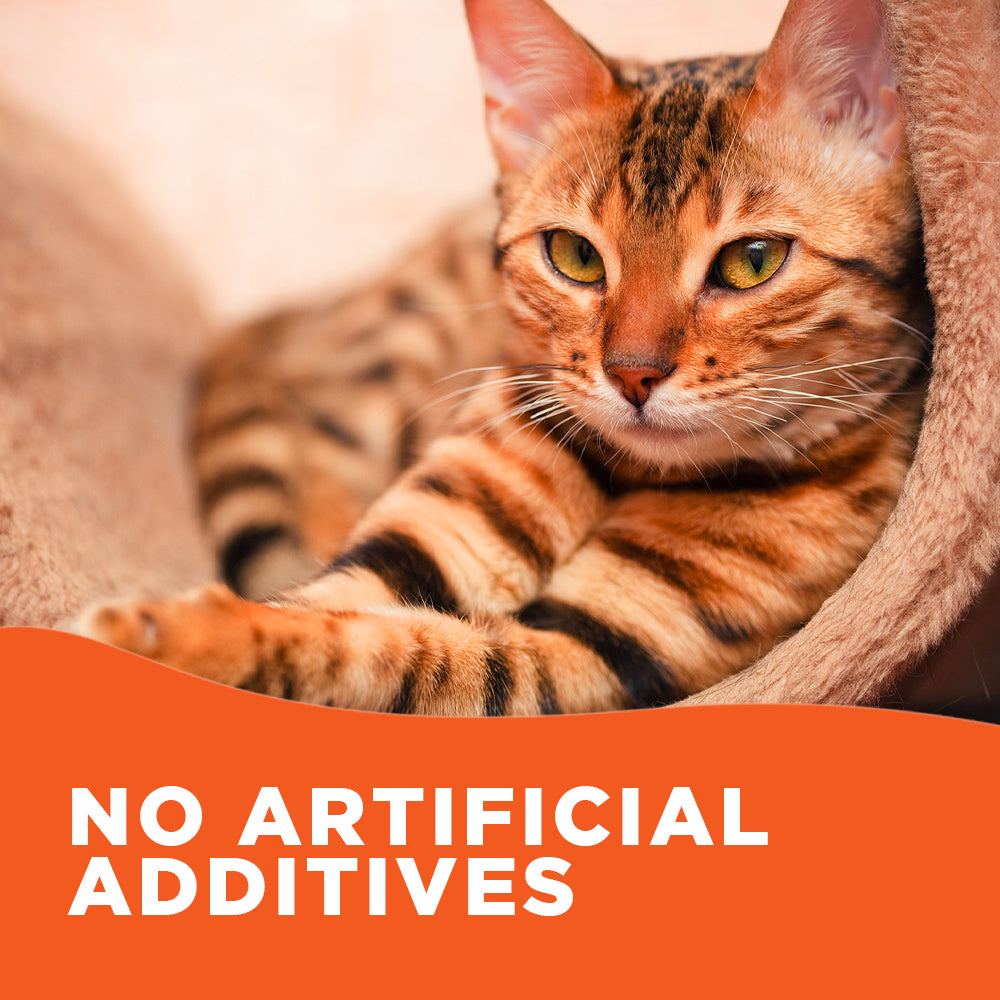 Pooch & Purr Salmon Oil 500ml bottle, a natural dietary supplement for dogs and cats, promoting health and wellbeing.