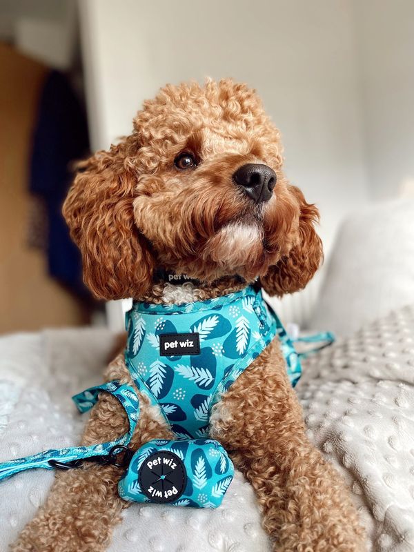 Stylish poop bag holder featuring five unique patterns, designed for convenience and easy access during dog walks.