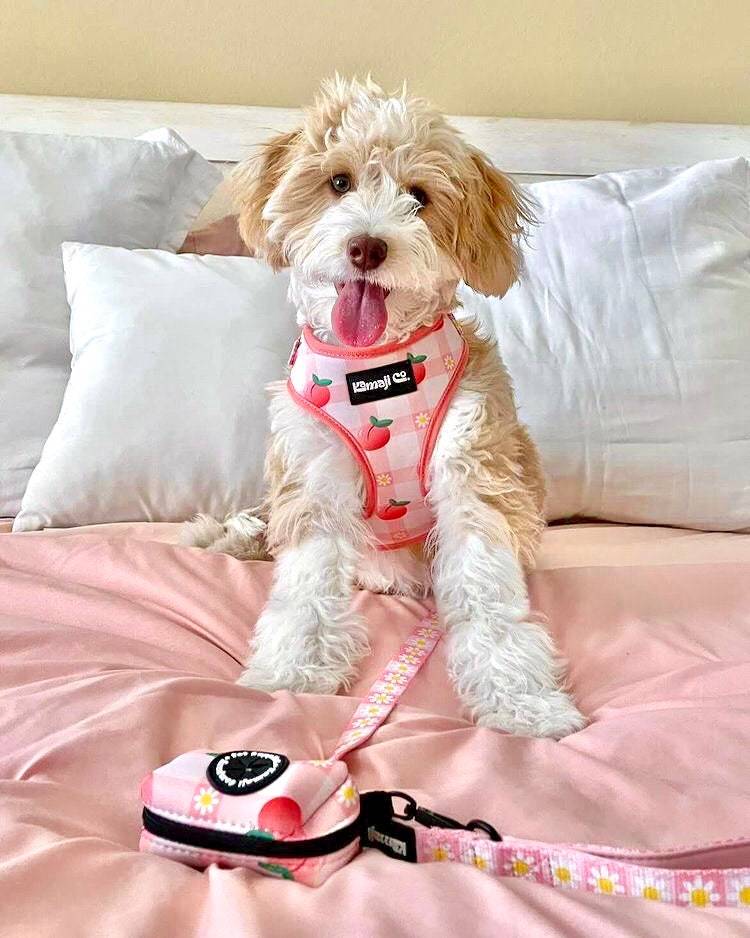 Precious Peach Daisy Leash featuring a padded handle, D-ring for poo bags, and durable metal trigger snap, designed for stylish dog walks.