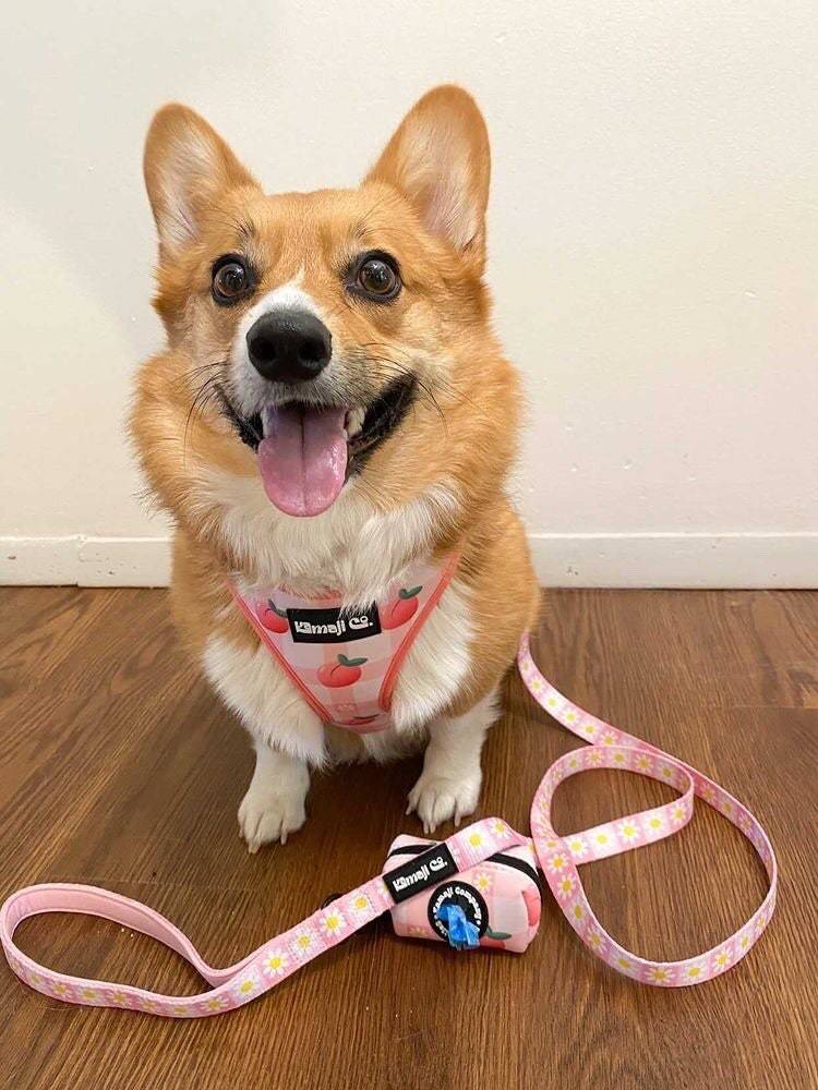 Precious Peach Daisy Leash featuring a padded handle, D-ring for poo bags, and durable metal trigger snap, designed for stylish dog walks.
