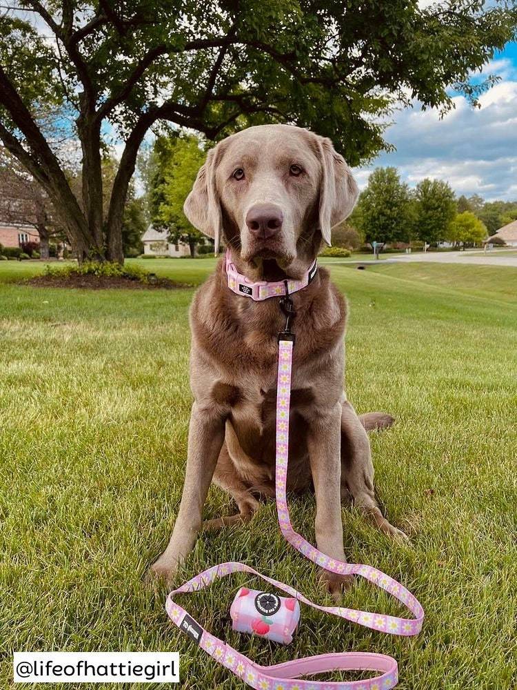 Precious Peach Daisy Leash featuring a padded handle, D-ring for poo bags, and durable metal trigger snap, designed for stylish dog walks.