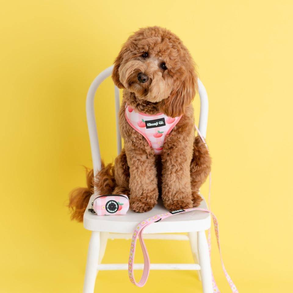 Precious Peach Daisy Leash featuring a padded handle, D-ring for poo bags, and durable metal trigger snap, designed for stylish dog walks.