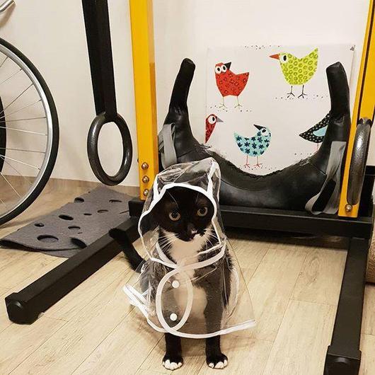A stylish waterproof raincoat for pets featuring a transparent design, perfect for keeping your furry friend dry and comfortable during walks.