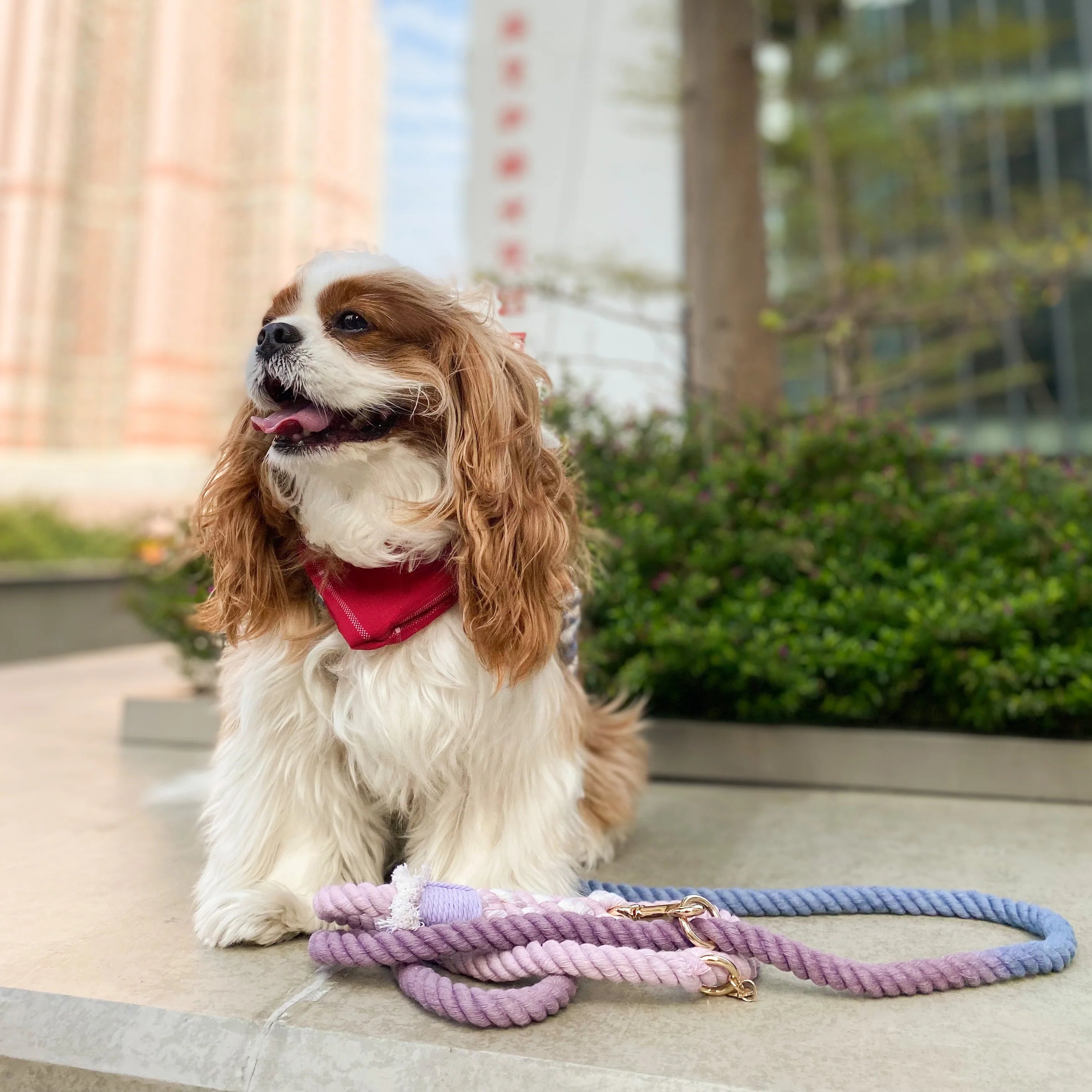 Beautiful Violet Rope Leash made from 100% cotton with luxe hardware and matching dog charm.