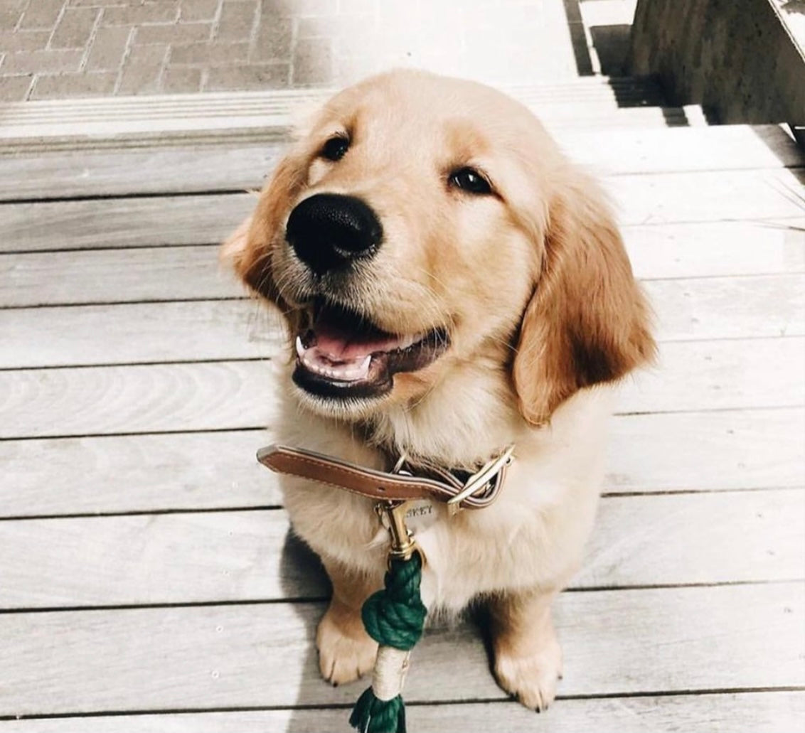Emerald Rope Leash made of 100% cotton with luxe hardware and matching charm, showcasing vibrant green color.