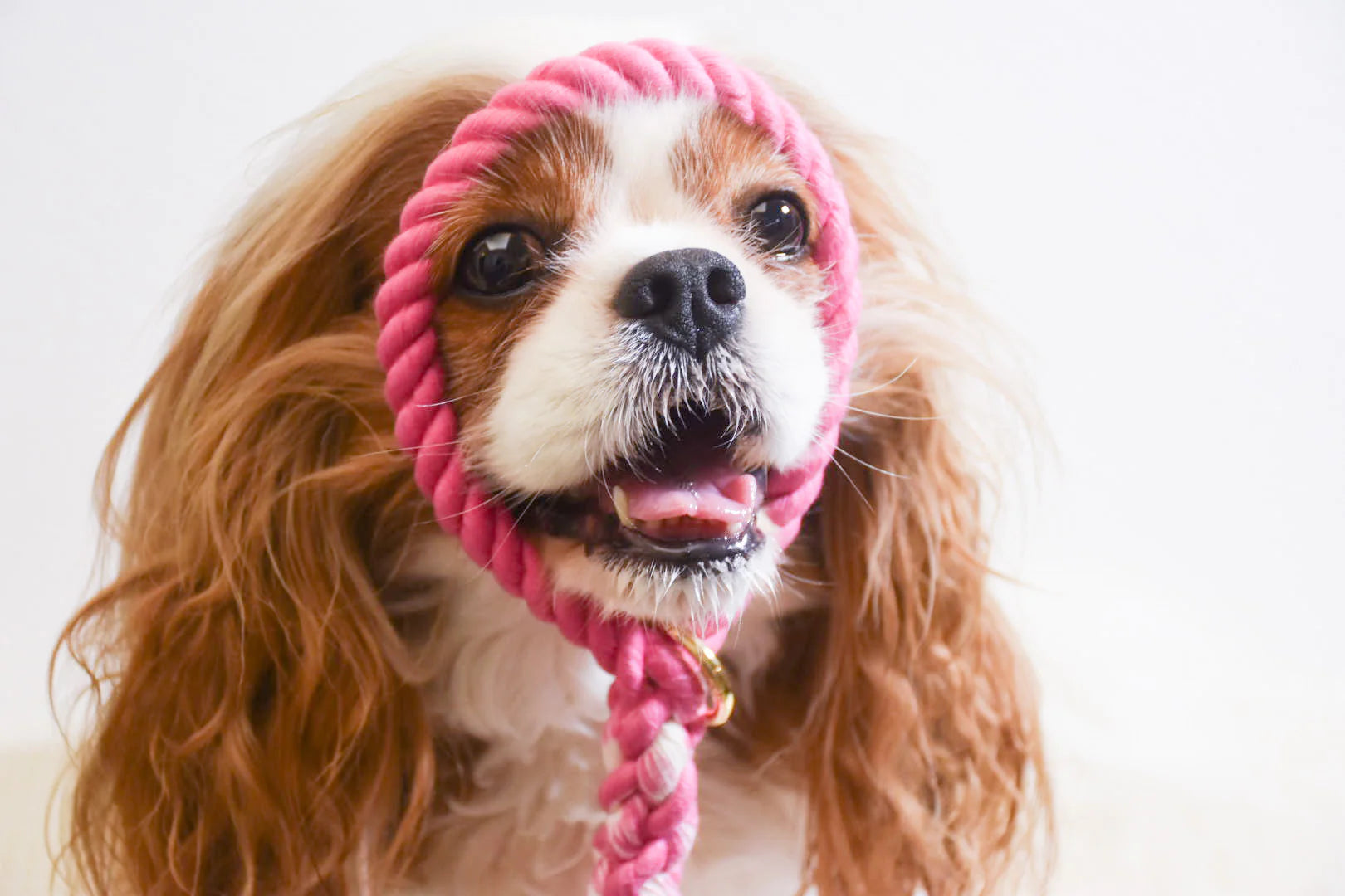 Hot pink rope leash made from 100% cotton, featuring luxe hardware and a matching dog charm.