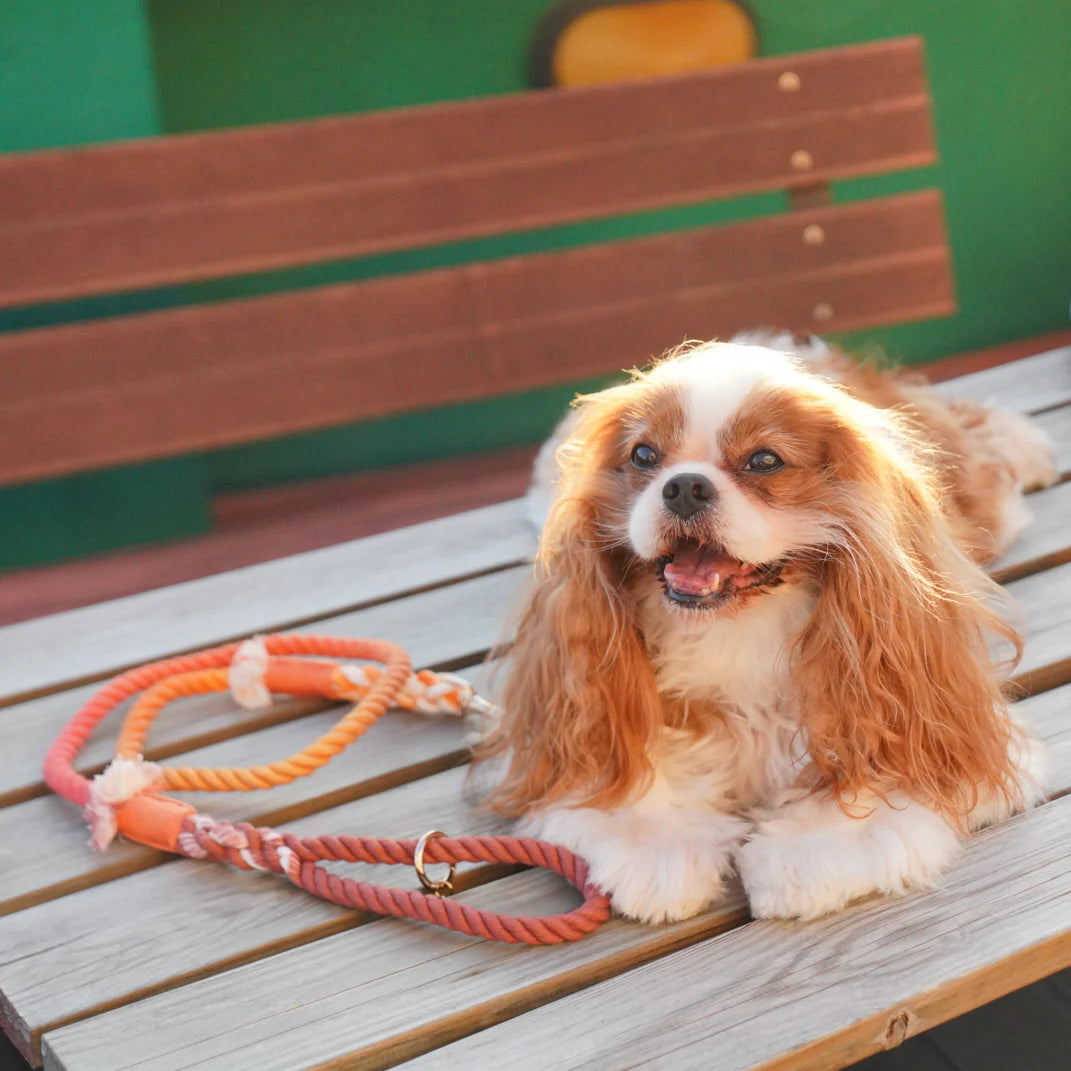 A vibrant Maple Rope Leash made from 100% cotton, featuring luxe hardware and a matching dog charm, perfect for stylish pet walks.