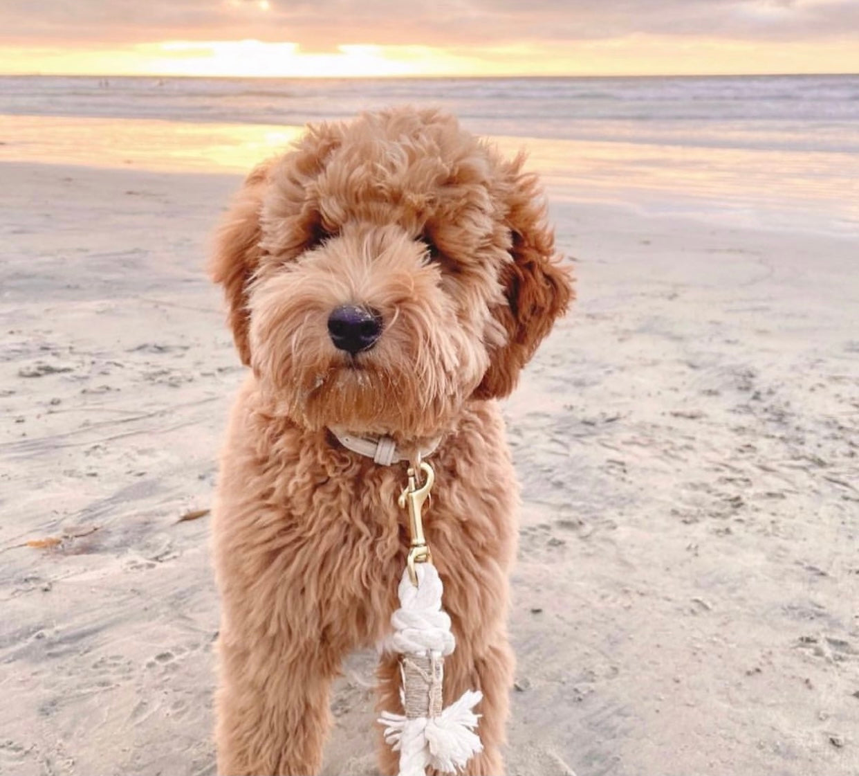 Pawsome Rope Leash in Natural color, made of durable cotton rope with luxe hardware and a matching charm, perfect for stylish pet walks.