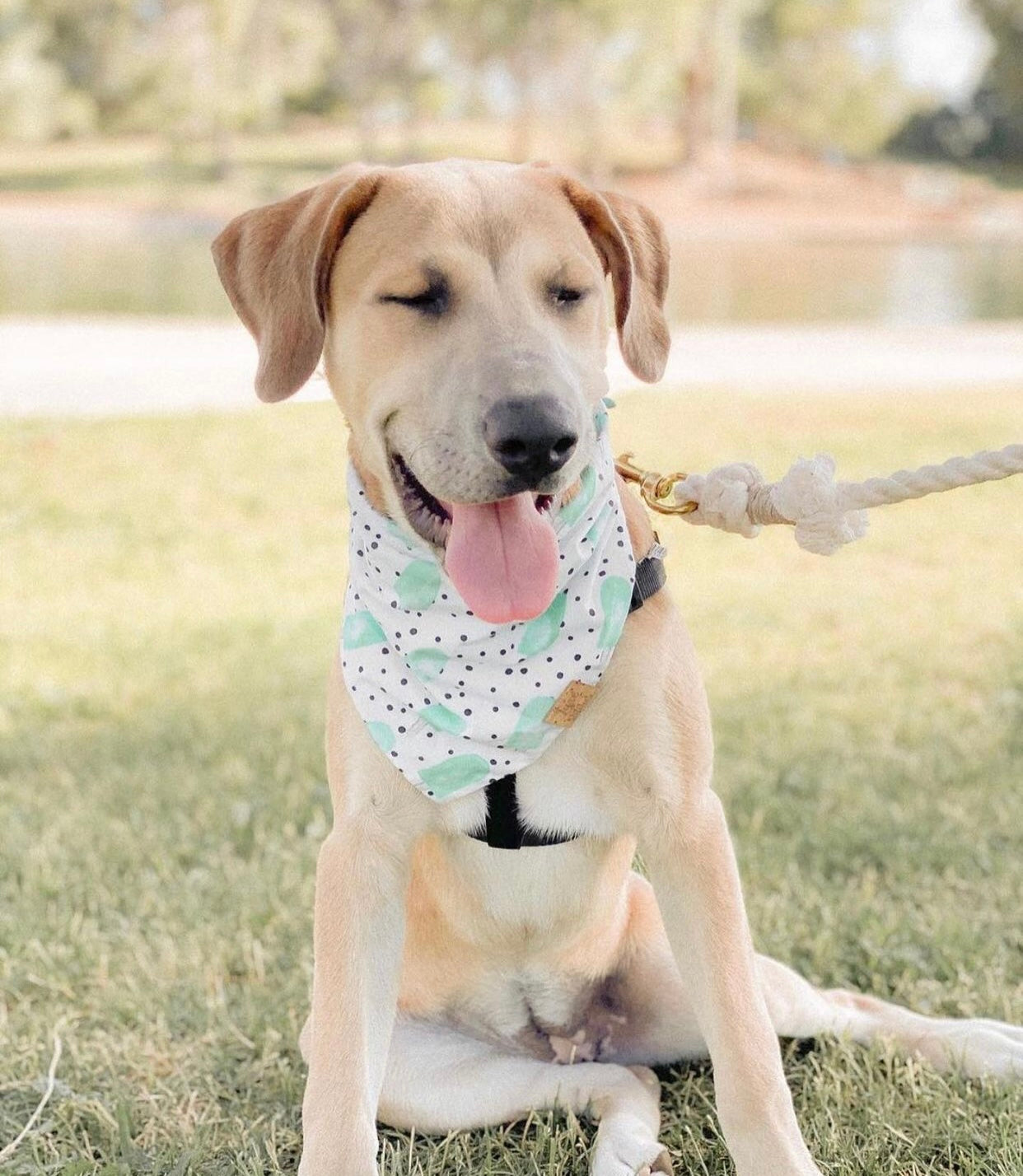 Pawsome Rope Leash in Natural color, made of durable cotton rope with luxe hardware and a matching charm, perfect for stylish pet walks.
