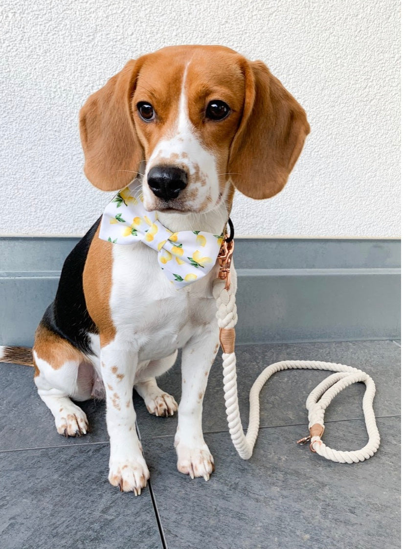 Pawsome Rope Leash in Natural color, made of durable cotton rope with luxe hardware and a matching charm, perfect for stylish pet walks.