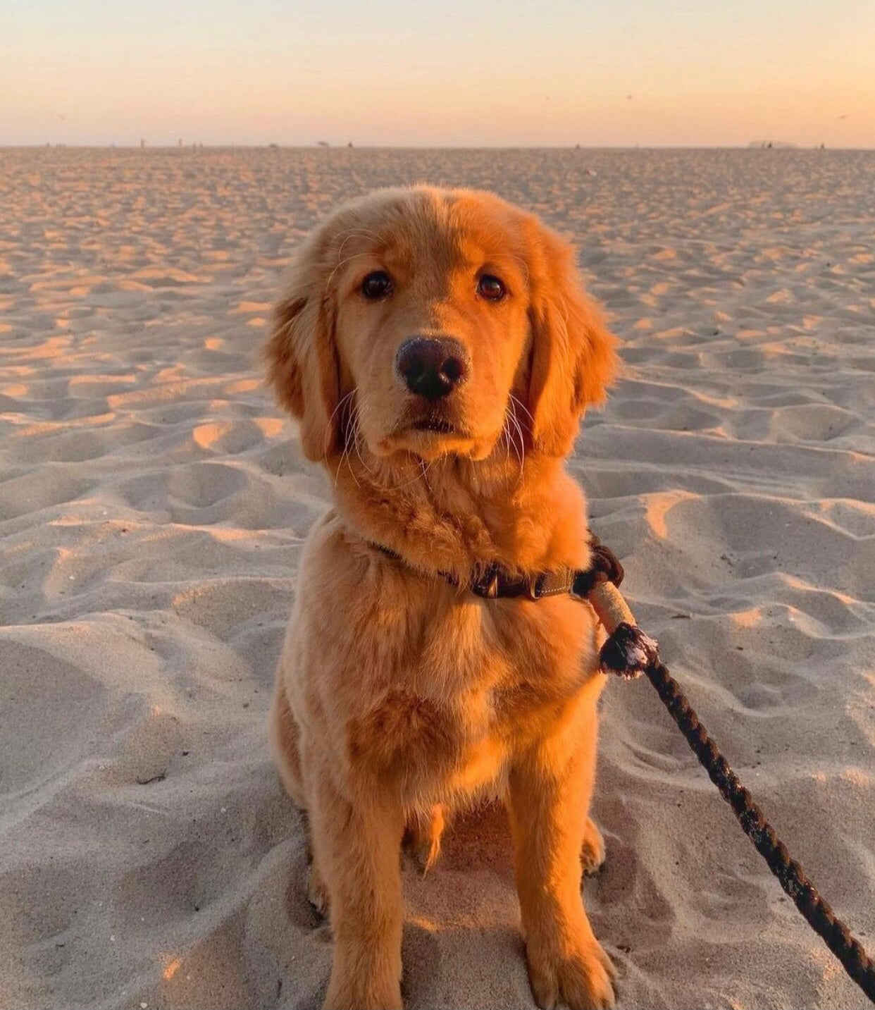 Ombré Blue Rope Leash with rose gold hardware, showcasing a vibrant color gradient and stylish design.