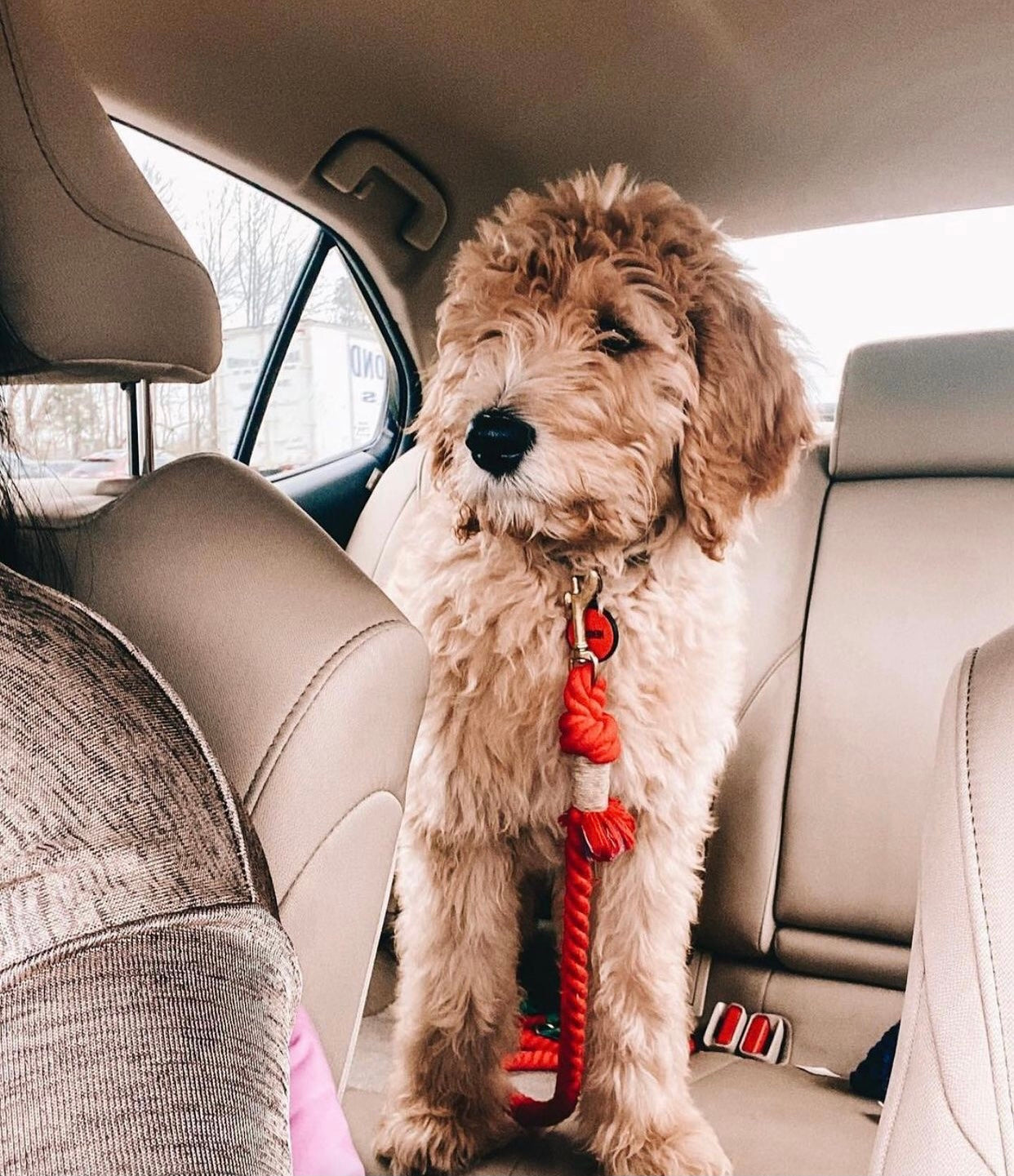 Ombre Purple Rope Leash made of durable cotton with luxe hardware and matching charm, showcasing a vibrant gradient design.