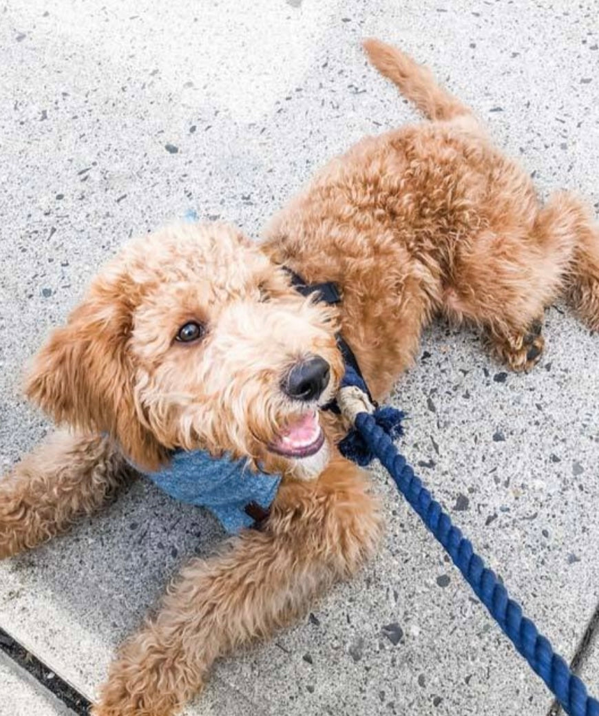 Ombre Purple Rope Leash made of durable cotton with luxe hardware and matching charm, showcasing a vibrant gradient design.