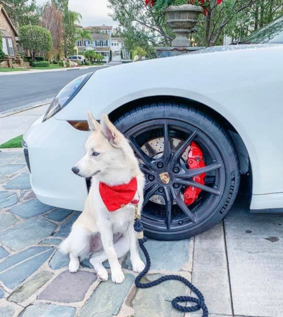 Ombre Purple Rope Leash made of durable cotton with luxe hardware and matching charm, showcasing a vibrant gradient design.