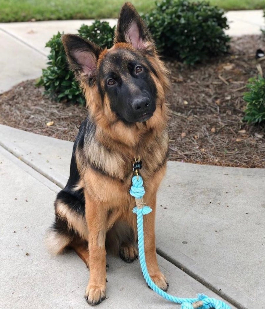Pastel Rainbow Rope Leash made of durable cotton with luxe hardware and charm, showcasing vibrant colors.