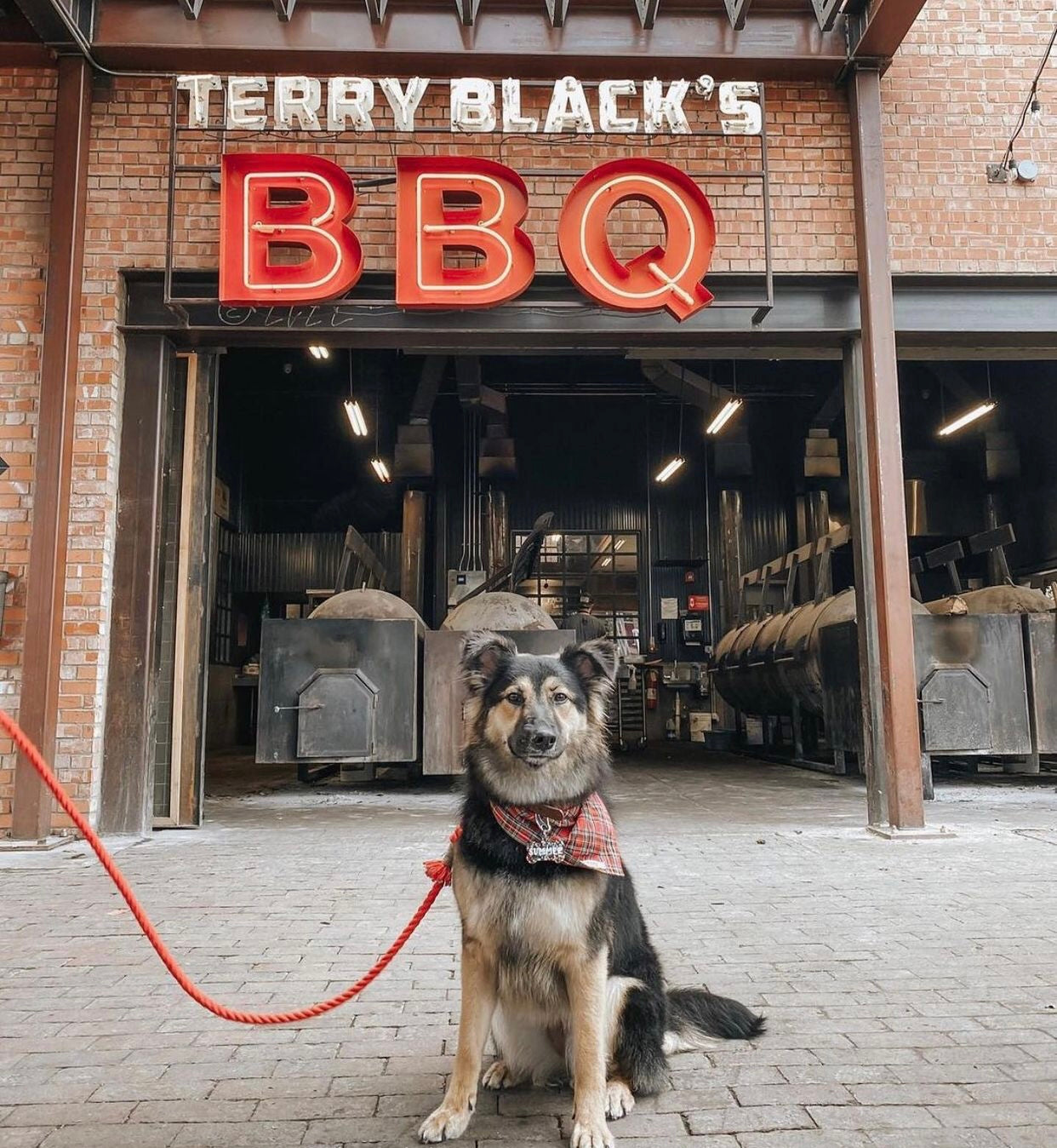 Primrose Rope Leash made of 100% cotton with luxe hardware and a matching charm, showcasing vibrant colors and durable design.