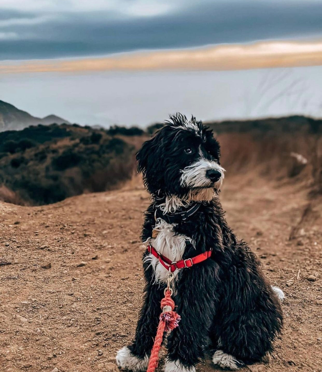 Primrose Rope Leash made of 100% cotton with luxe hardware and a matching charm, showcasing vibrant colors and durable design.
