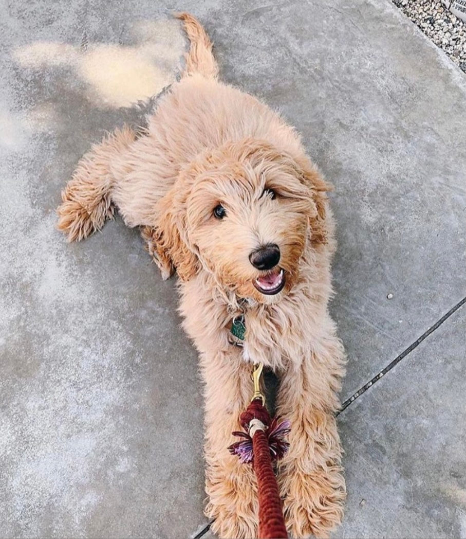Primrose Rope Leash made of 100% cotton with luxe hardware and a matching charm, showcasing vibrant colors and durable design.