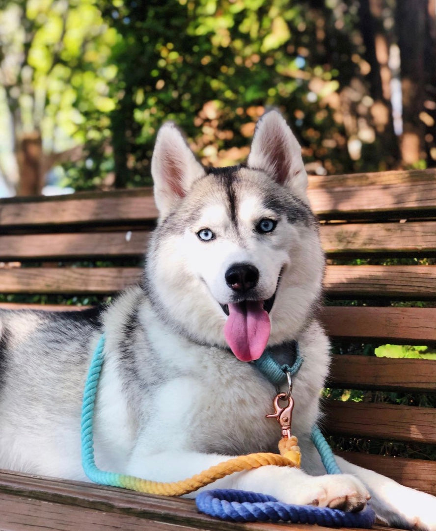 A vibrant sunset-colored rope leash made of 100% cotton, featuring luxe hardware and a matching dog charm.