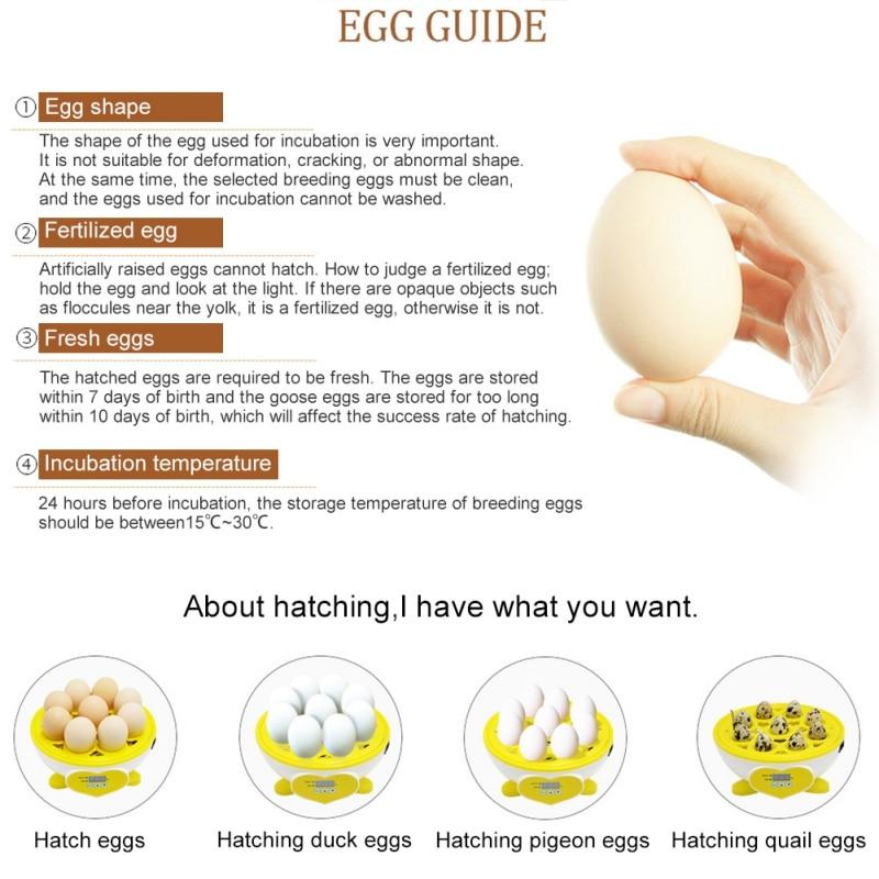 Semi-automatic chicken eggs incubator made of durable plastic, designed for temperature-controlled hatching of chicken eggs.