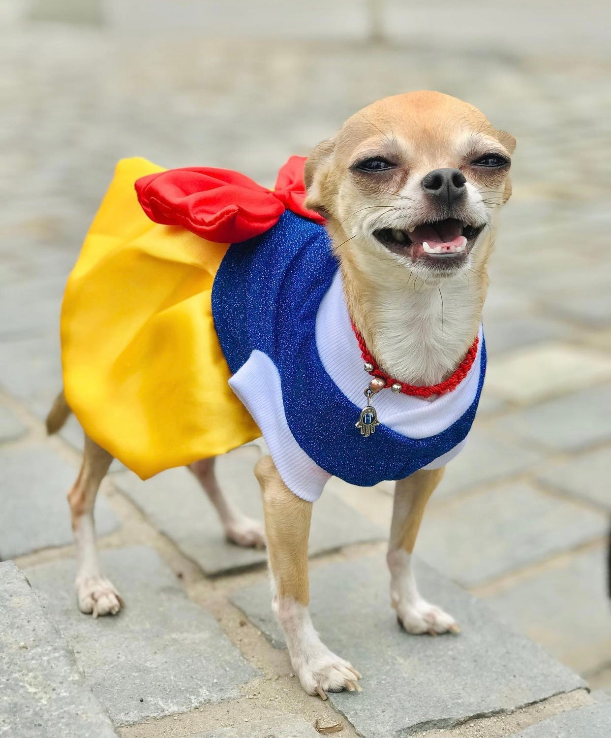 A small dog dressed in a Snow White costume, featuring a blue bodice and yellow skirt, looking adorable and ready for a celebration.