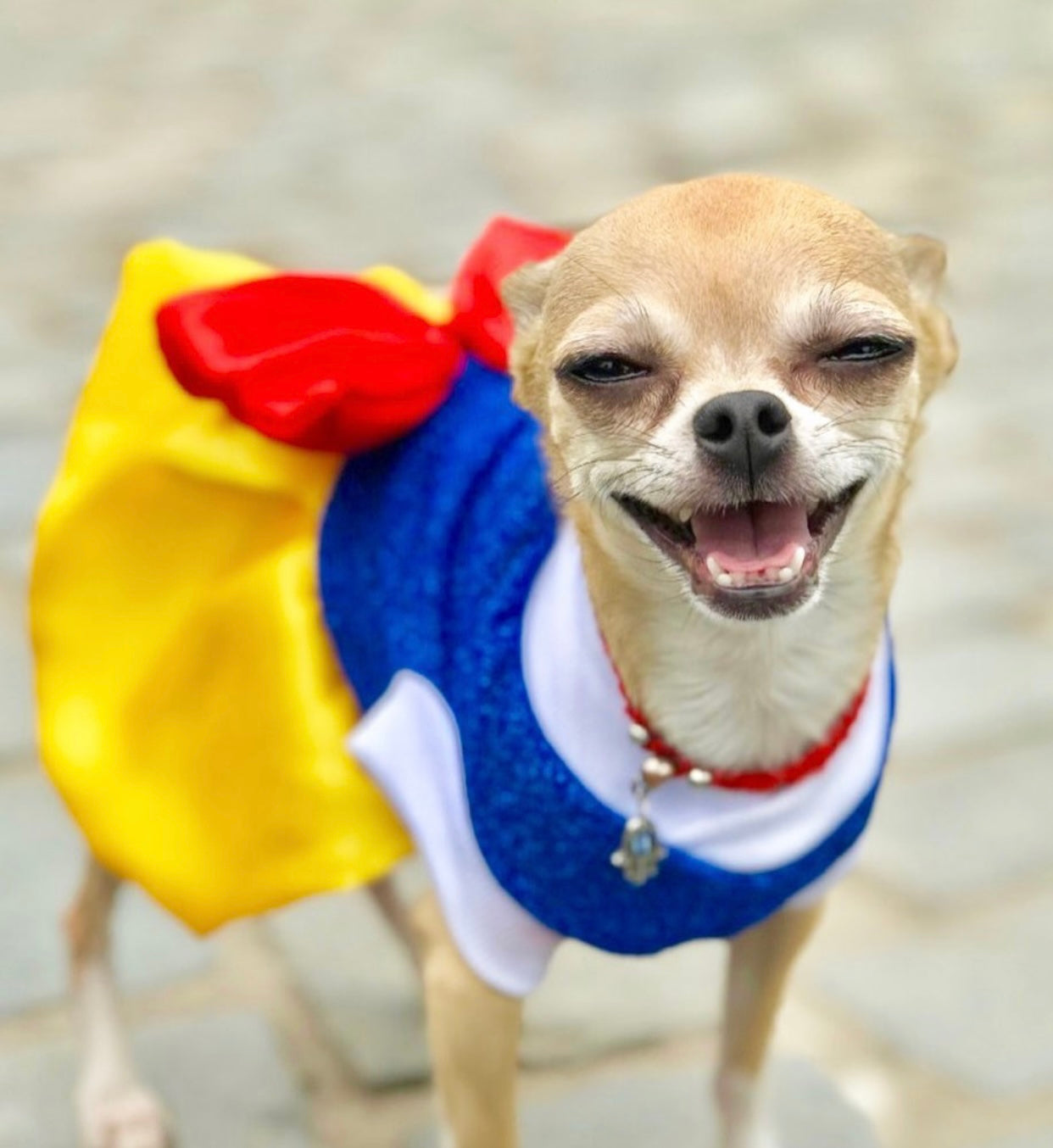 A small dog dressed in a Snow White costume, featuring a blue bodice and yellow skirt, looking adorable and ready for a celebration.