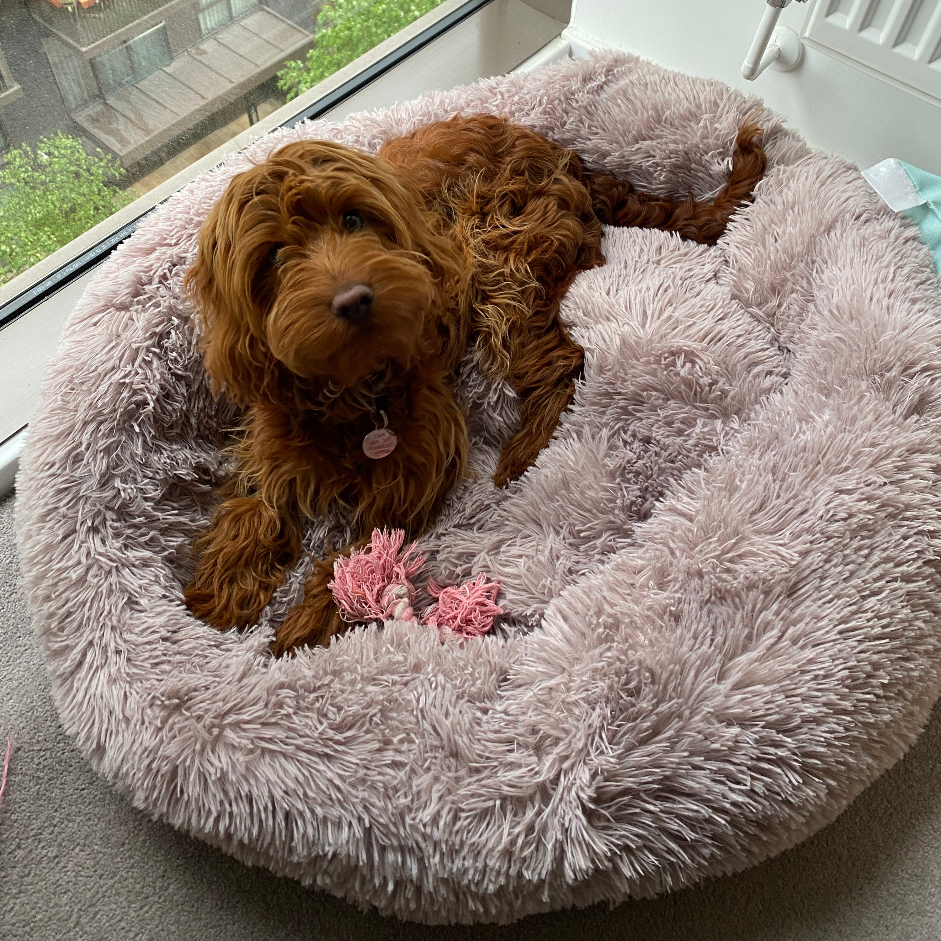 Soft Calming Donut Bed for Dogs and Cats, featuring a plush, fluffy design with raised edges for comfort and security.