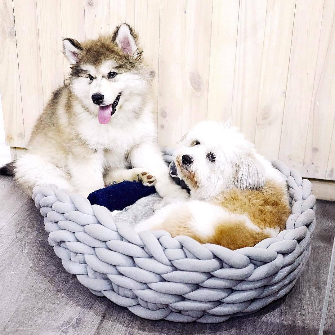 A cozy, handmade knit pet bed designed for small dogs and cats, featuring a soft, breathable fabric and a detachable design for easy washing.