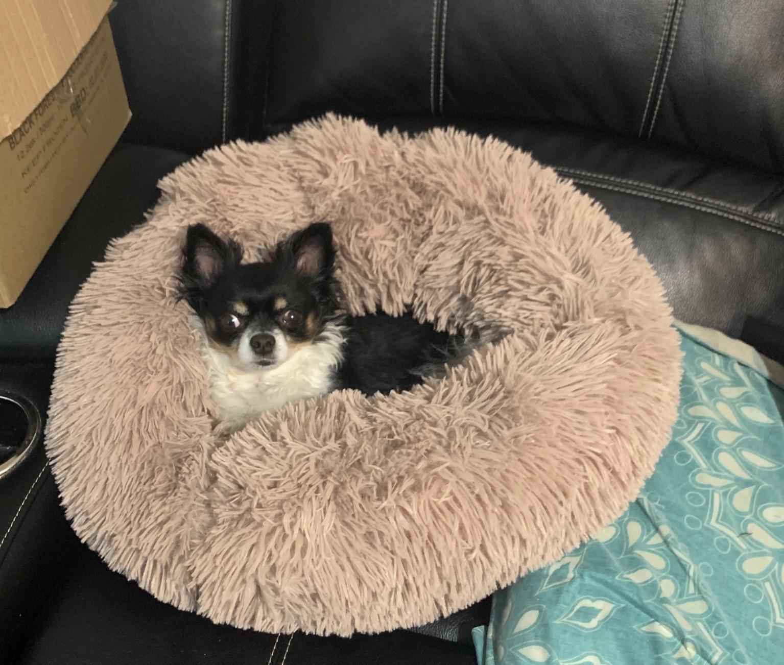A soft, round dog bed made of plush coral fleece, designed for winter comfort, suitable for small and large dogs and cats.