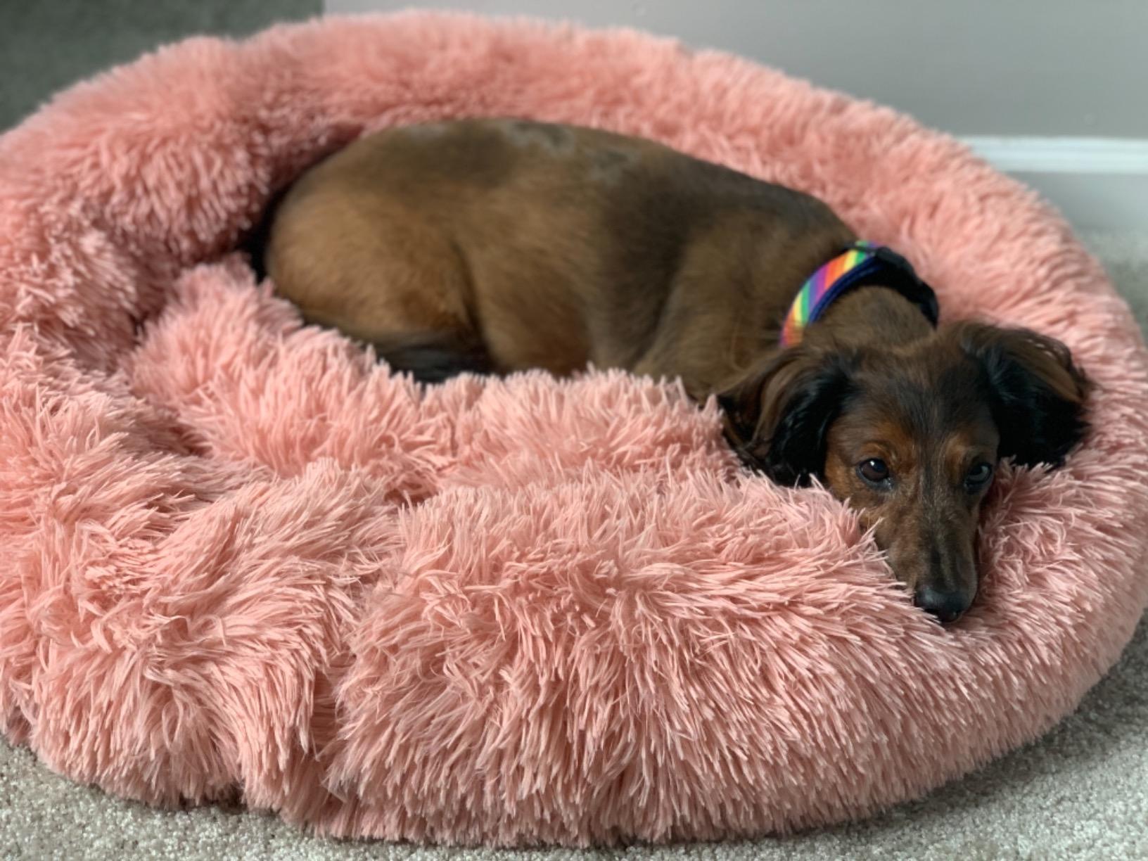 A soft, round dog bed made of plush coral fleece, designed for winter comfort, suitable for small and large dogs and cats.