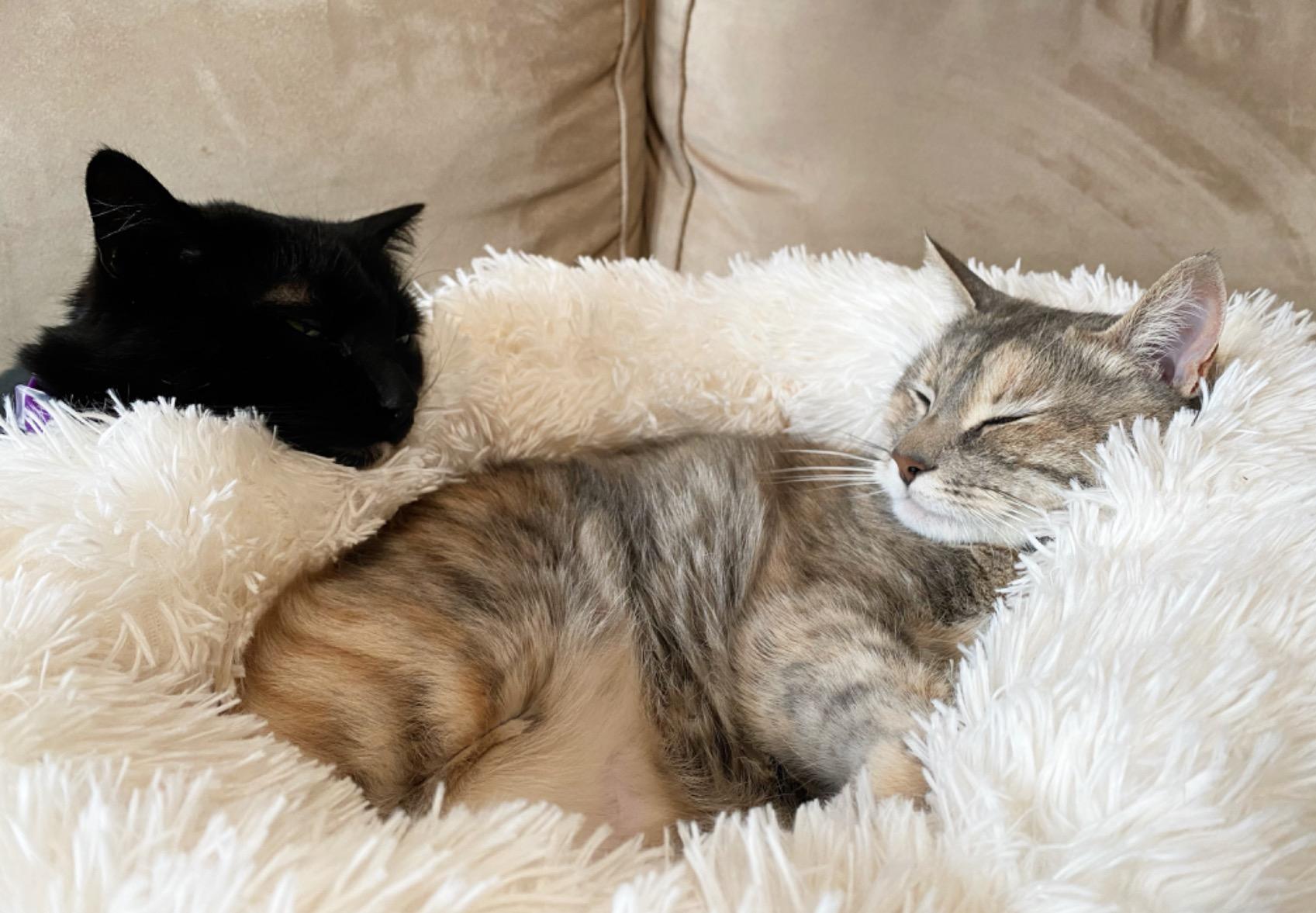 A soft, round dog bed made of plush coral fleece, designed for winter comfort, suitable for small and large dogs and cats.