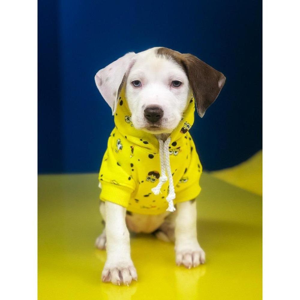 Spongebob x Fresh Pawz SB All Over Hoodie for dogs featuring vibrant Spongebob print on front and back.