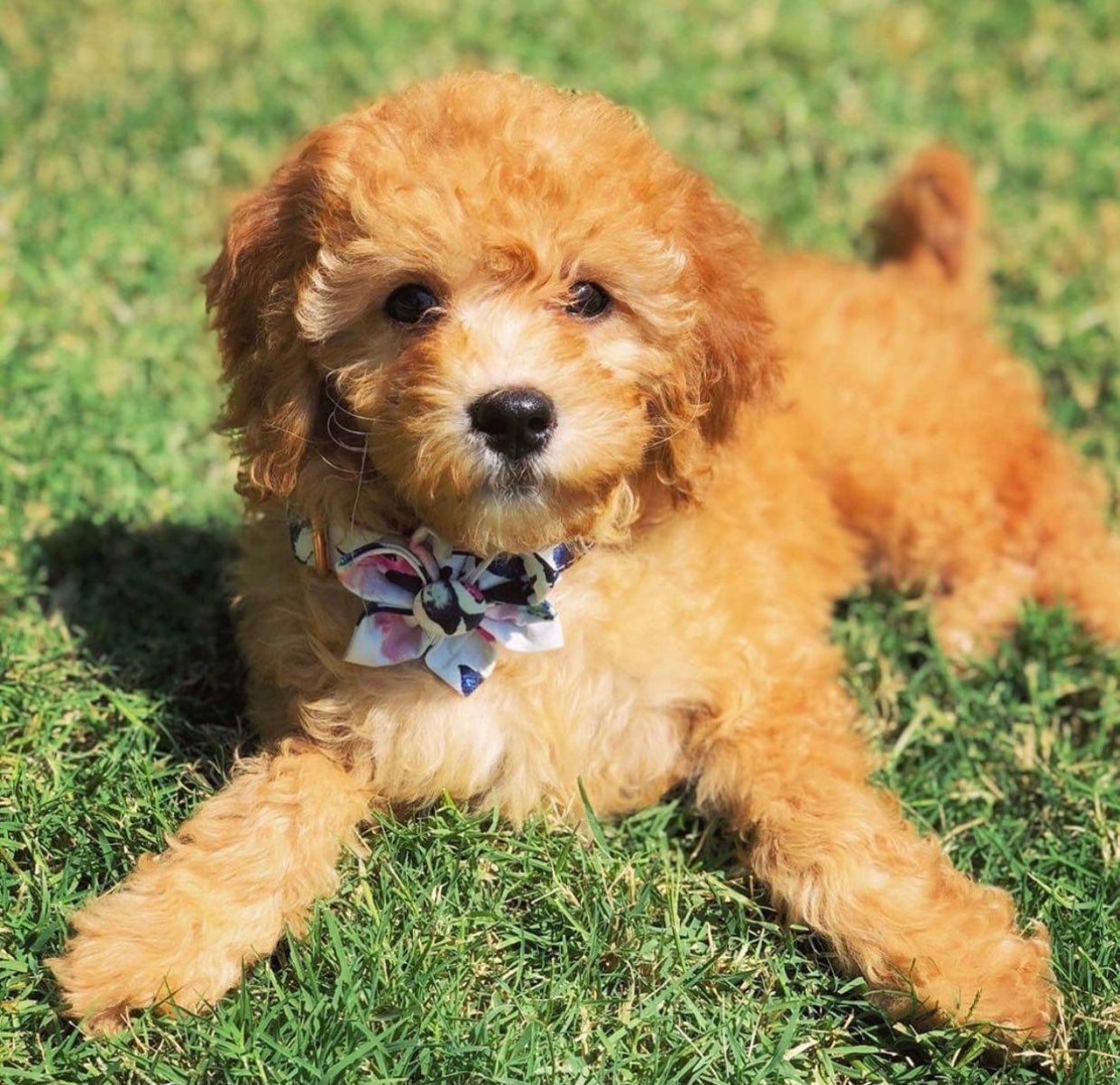 Pawsome Spring Day Collar & Leash Set featuring a double bow tie, handmade with 100% cotton, designed for dogs and cats.