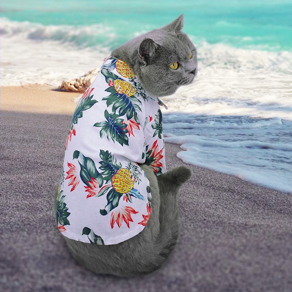 Cat in Hawaiian shirt on beach.