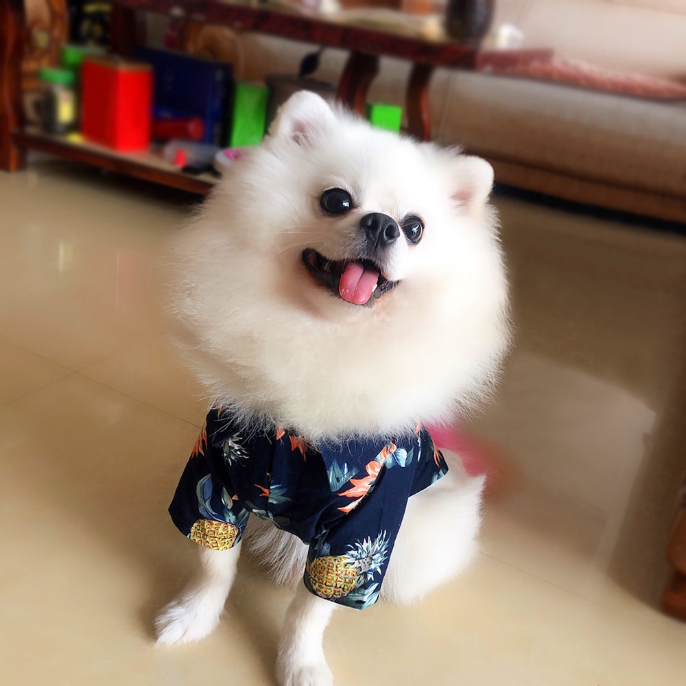 Fluffy dog in a hawaiian shirt