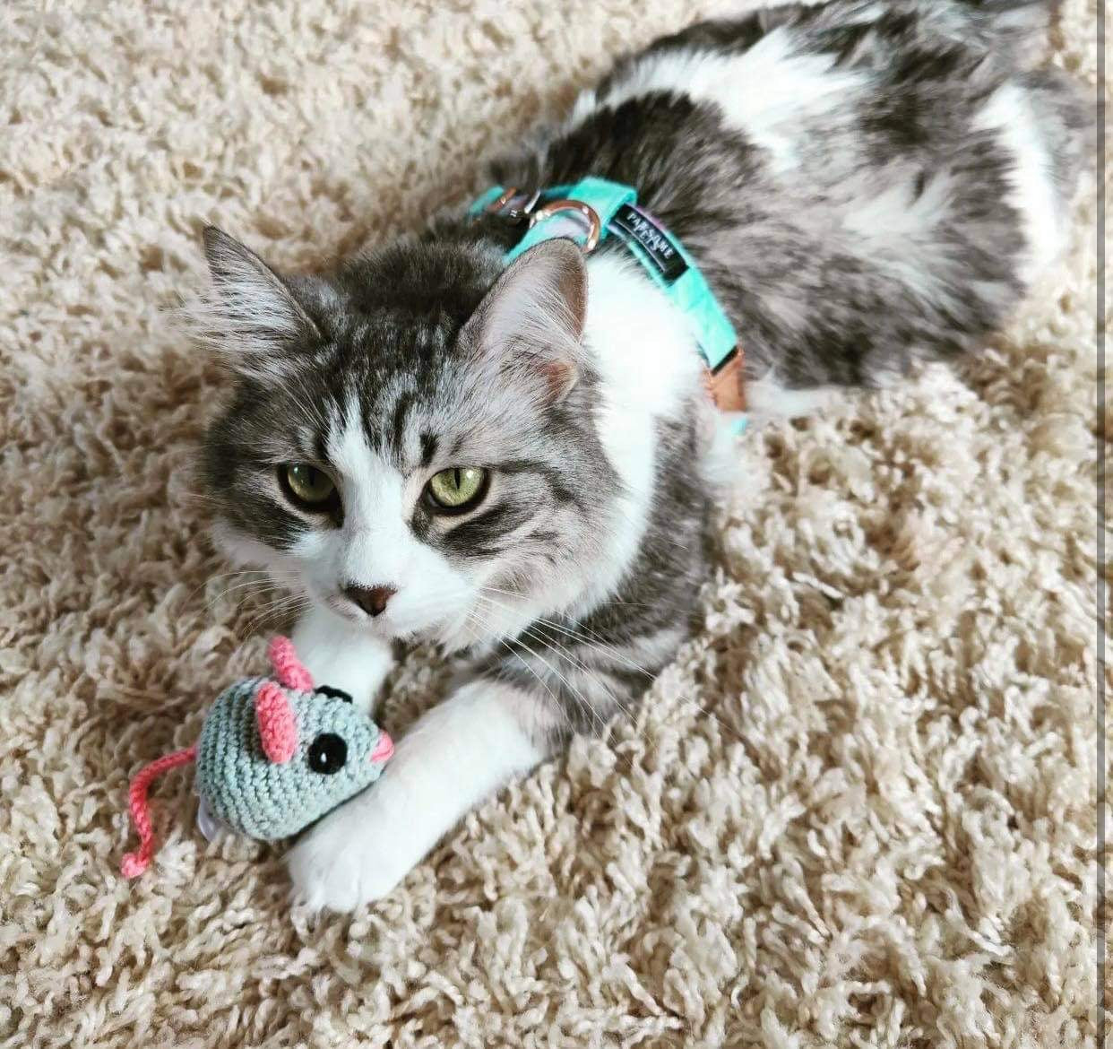 A stylish sky blue dog harness designed for comfort and durability, featuring eco-friendly plastic buckles and a chromed steel D-ring.