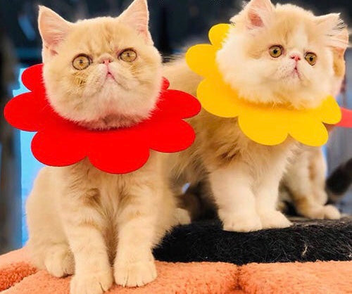 Sunflowers Anti Bite Healing Wound Pet Collar Cone designed for pet recovery, featuring a vibrant sunflower pattern and durable construction.