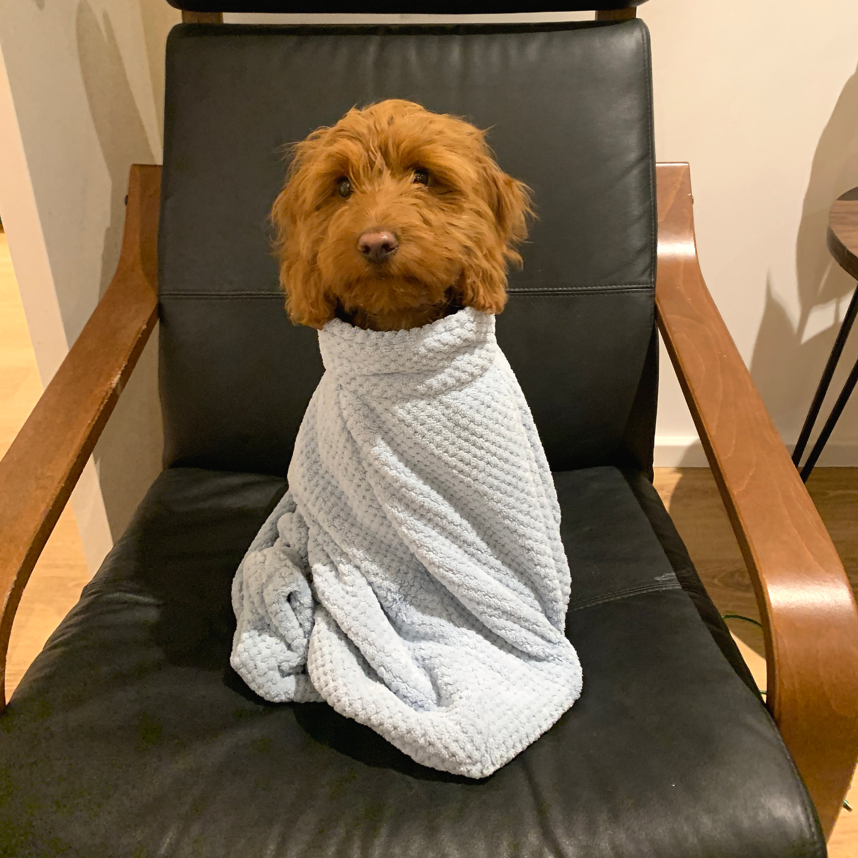 Super Absorbent Microfibre Dog Drying Bag in sky blue, designed to keep pets dry and comfortable after outdoor activities.