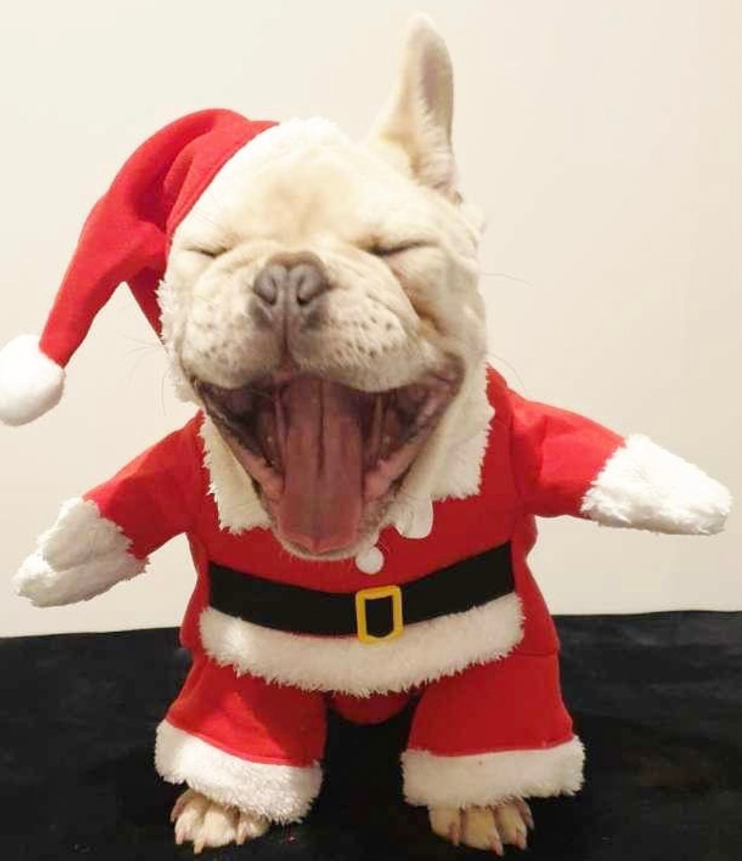 A collection of four unique Christmas costumes for pets, showcasing vibrant colors and festive designs, perfect for holiday celebrations.