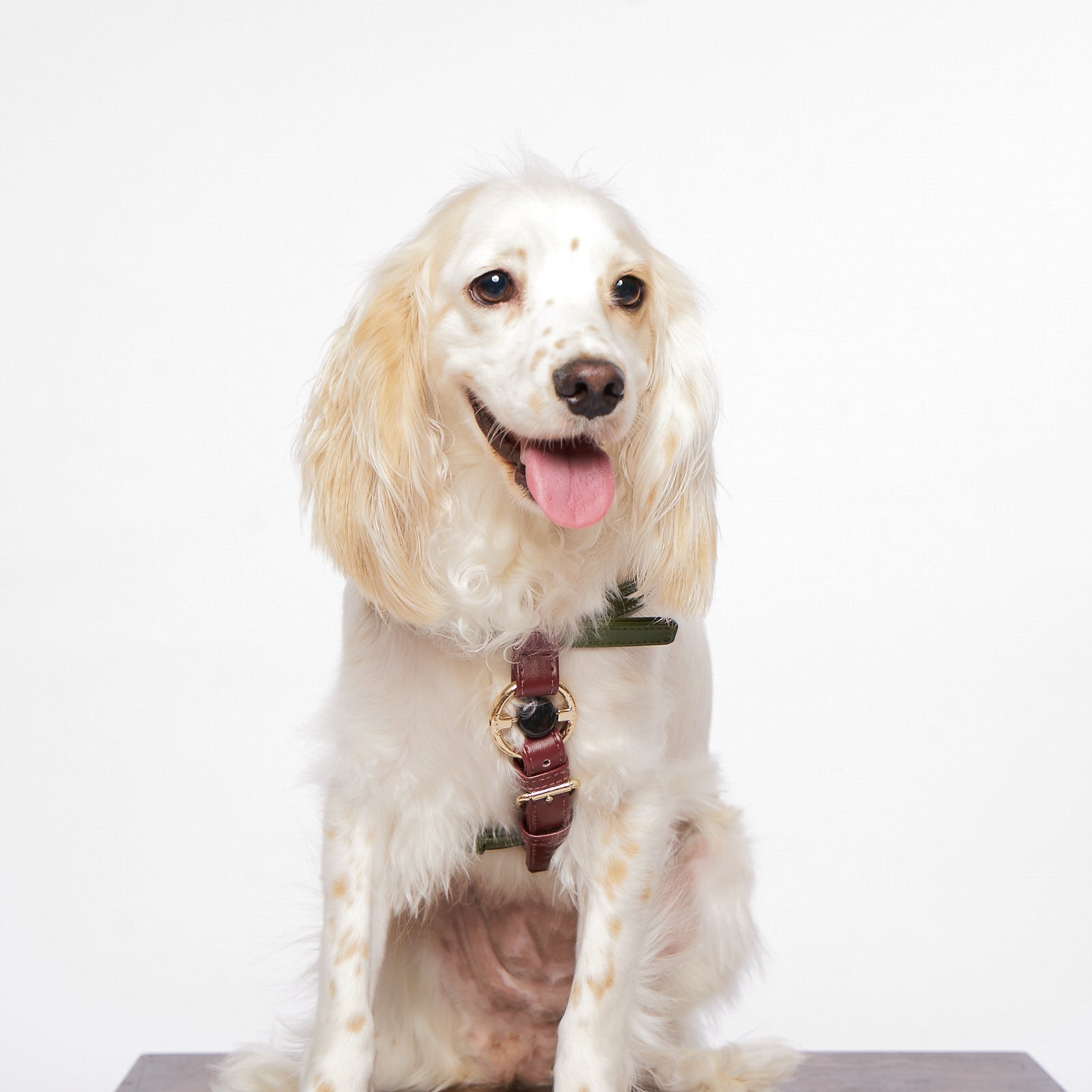 Zippy Peasy Harness in Nopal Green and Bordeaux Red with gold hardware, designed for comfort and safety.