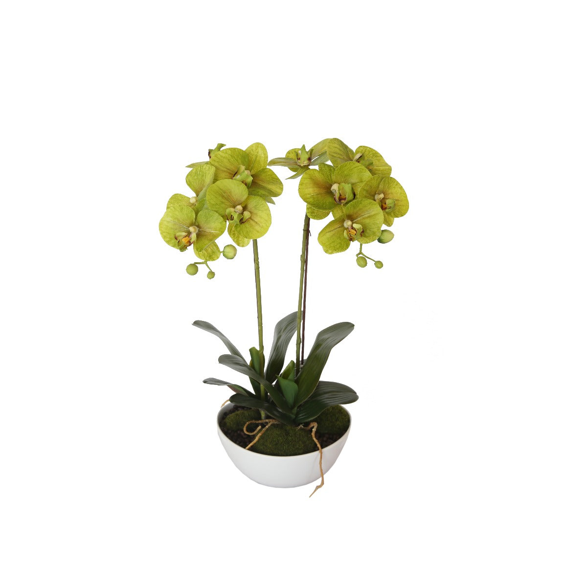 50cm Dual Butterfly Orchid in Cream, featuring lifelike flowers and lush foliage in a decorative pot.
